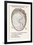 Uterus And Embryo, 16th Century-Middle Temple Library-Framed Photographic Print