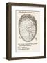 Uterus And Embryo, 16th Century-Middle Temple Library-Framed Photographic Print