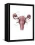 Uterus, Ovaries and Bladder (Posterior View)-Evan Oto-Framed Stretched Canvas