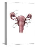 Uterus, Ovaries and Bladder (Posterior View)-Evan Oto-Stretched Canvas