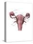 Uterus, Ovaries and Bladder (Posterior View)-Evan Oto-Stretched Canvas