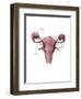 Uterus, Ovaries and Bladder (Posterior View)-Evan Oto-Framed Art Print