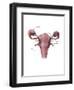 Uterus, Ovaries and Bladder (Posterior View)-Evan Oto-Framed Art Print