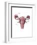 Uterus, Ovaries and Bladder (Posterior View)-Evan Oto-Framed Art Print
