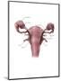 Uterus, Ovaries and Bladder (Posterior View)-Evan Oto-Mounted Art Print