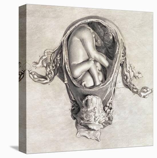 Uterus with Fetus, Illustration, 1774-Science Source-Stretched Canvas