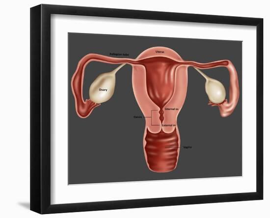 Uterus-Gwen Shockey-Framed Giclee Print