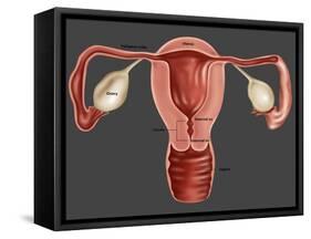 Uterus-Gwen Shockey-Framed Stretched Canvas