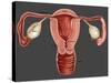 Uterus-Gwen Shockey-Stretched Canvas