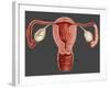 Uterus-Gwen Shockey-Framed Giclee Print