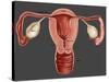 Uterus-Gwen Shockey-Stretched Canvas