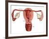 Uterus-Gwen Shockey-Framed Giclee Print