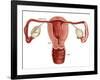 Uterus-Gwen Shockey-Framed Giclee Print