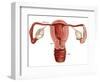 Uterus-Gwen Shockey-Framed Giclee Print