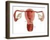 Uterus-Gwen Shockey-Framed Giclee Print