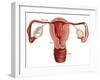 Uterus-Gwen Shockey-Framed Giclee Print