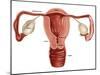 Uterus-Gwen Shockey-Mounted Giclee Print