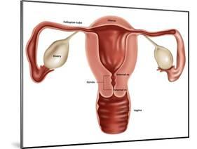 Uterus-Gwen Shockey-Mounted Giclee Print