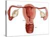 Uterus-Gwen Shockey-Stretched Canvas