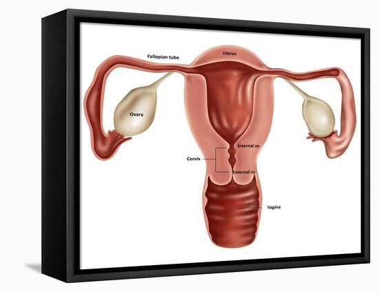 Uterus-Gwen Shockey-Framed Stretched Canvas