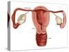 Uterus-Gwen Shockey-Stretched Canvas