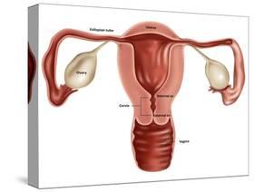 Uterus-Gwen Shockey-Stretched Canvas