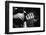 Uto Ughi Playing-Mario de Biasi-Framed Premium Photographic Print