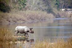 Greater One-Horned Rhinoceros Specie Rhinoceros Unicornis in Bardia, Nepal-Utopia_88-Laminated Photographic Print