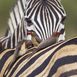 Greater One-Horned Rhinoceros Specie Rhinoceros Unicornis in Bardia, Nepal-Utopia_88-Laminated Photographic Print