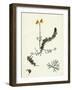 Utricularia Intermedia Intermediate Bladderwort-null-Framed Giclee Print