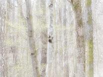 Close-Up of Trees in Forest-Utterström Photography-Photographic Print