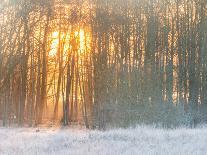 Forest in Winter with Bright Sunlight-Utterström Photography-Photographic Print