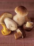 Several Ceps and One Chanterelle-Uwe Bender-Photographic Print