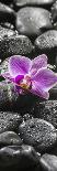 Orchid Blossom on Black Stones-Uwe Merkel-Photographic Print