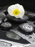White Blossom on Black Stones-Uwe Merkel-Photographic Print