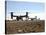 V-22 Osprey Tiltrotor Aircraft Arrive at Camp Bastion, Afghanistan-Stocktrek Images-Stretched Canvas