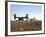 V-22 Osprey Tiltrotor Aircraft Arrive at Camp Bastion, Afghanistan-Stocktrek Images-Framed Photographic Print