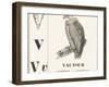 V for Vulture, 1850 (Engraving)-Louis Simon (1810-1870) Lassalle-Framed Giclee Print