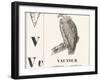 V for Vulture, 1850 (Engraving)-Louis Simon (1810-1870) Lassalle-Framed Giclee Print