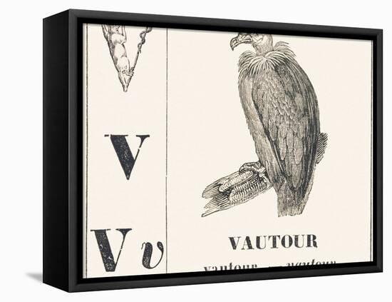 V for Vulture, 1850 (Engraving)-Louis Simon (1810-1870) Lassalle-Framed Stretched Canvas