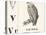 V for Vulture, 1850 (Engraving)-Louis Simon (1810-1870) Lassalle-Stretched Canvas