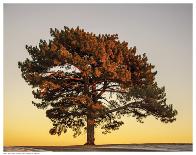 Pine at Sunset-V^ Francis-Laminated Art Print