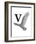 V is for Vulture-Stacy Hsu-Framed Art Print