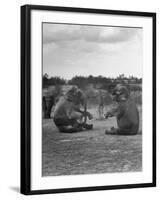 Vacationing Elephants Resting Up For Circus Season-Cornell Capa-Framed Photographic Print