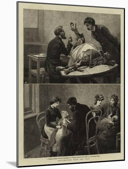 Vaccination from the Calf-Charles Joseph Staniland-Mounted Giclee Print