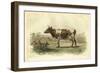 Vache D'Ayr-I. Bonheur-Framed Art Print