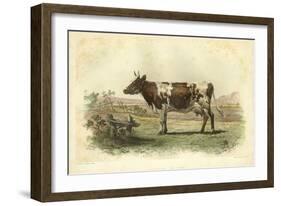 Vache D'Ayr-I. Bonheur-Framed Art Print