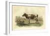 Vache D'Ayr-I. Bonheur-Framed Art Print