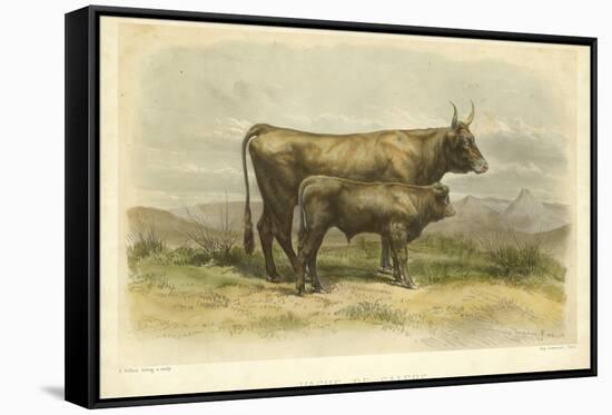 Vache De Salers-I. Bonheur-Framed Stretched Canvas