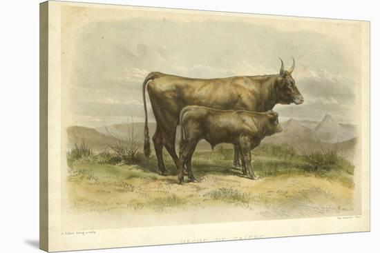 Vache De Salers-I. Bonheur-Stretched Canvas